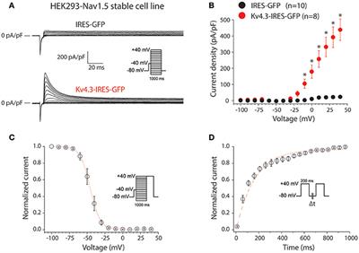 KV4.3 Expression Modulates NaV1.5 Sodium Current